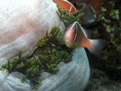 Sargassum Squirrelfish