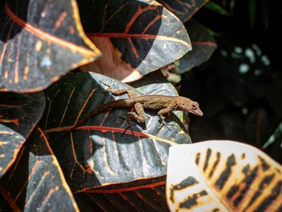 Satanic Leaf-tailed Gecko