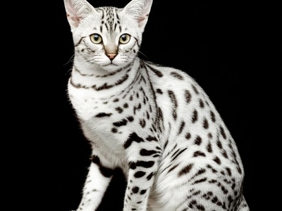 Savannah