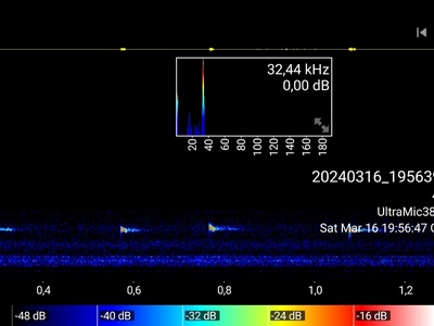 Savi's Pipistrelle