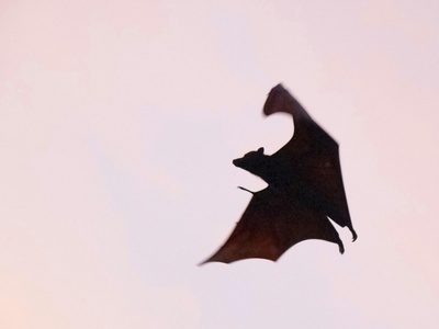 Savi's Pipistrelle