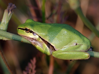 Savigny's Tree Frog