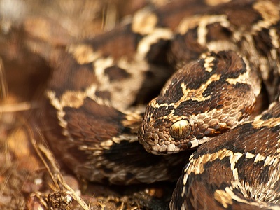 Saw-scaled Viper
