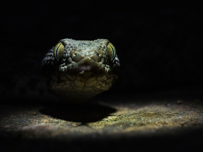 Saw-scaled Viper