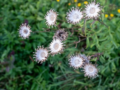 Scabiosa