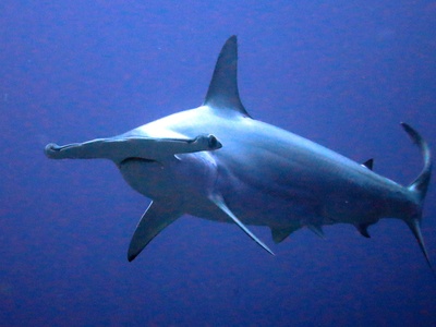 Scalloped Hammerhead