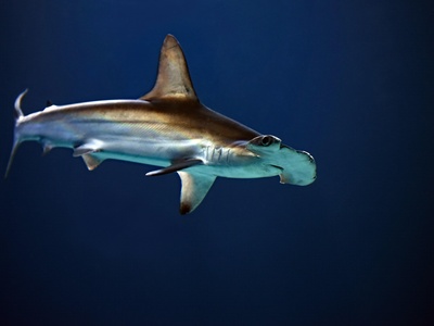 Scalloped Hammerhead Shark