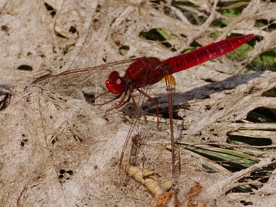 Scarlet dragonfly
