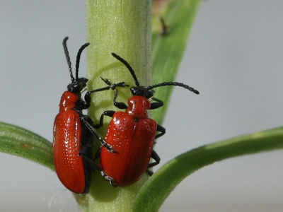 Scarlet lily beetle