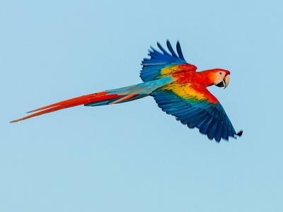 Scarlet macaw