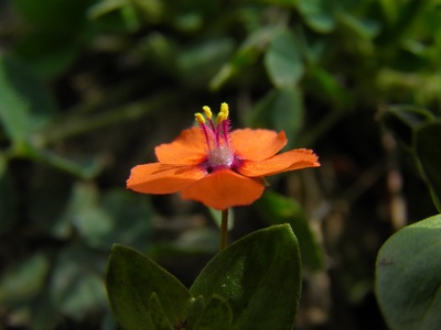 Scarlet Pimpernel