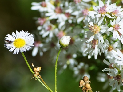 Scentless Chamomile