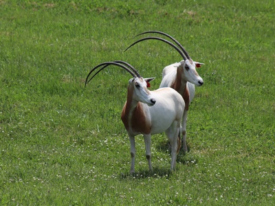 Scimitar-horned oryx