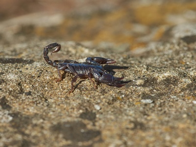 Scorpion (Tityus pachyurus)