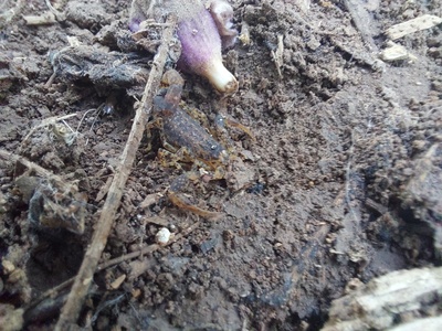 Scorpion (Tityus paraguayensis)