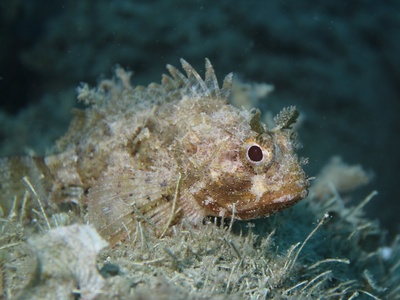 Scorpionfish