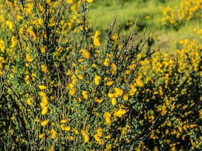 Scotch broom