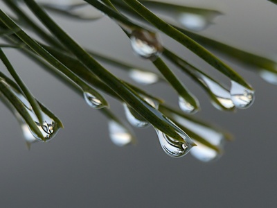 Scots pine