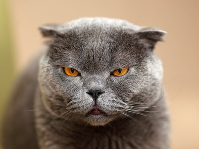 Scottish Fold