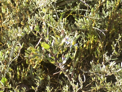 Sea aster