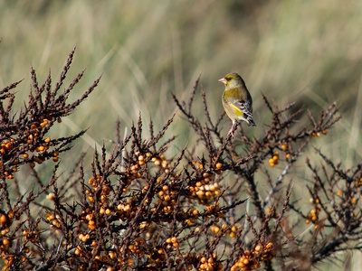 Sea buckthorn