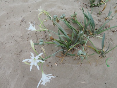 Sea Daffodil