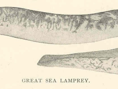 Sea lamprey