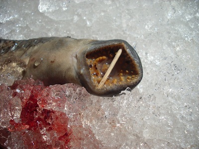 Sea lamprey