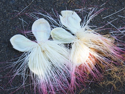 Sea Poison Tree