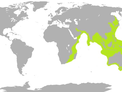 Sea snake (yellow-bellied)