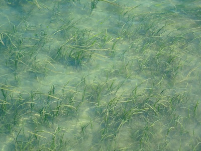 Seagrass (paddleweed)
