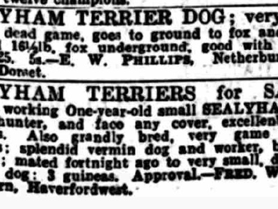Sealyham Terrier