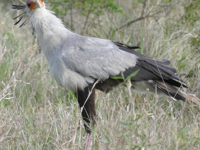 Secretarybird