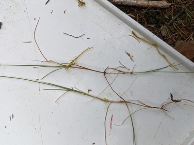 Sedge