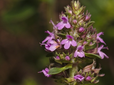 Selfheal