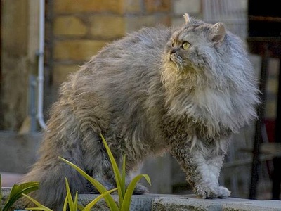 Selkirk Rex