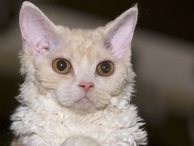 Selkirk Rex