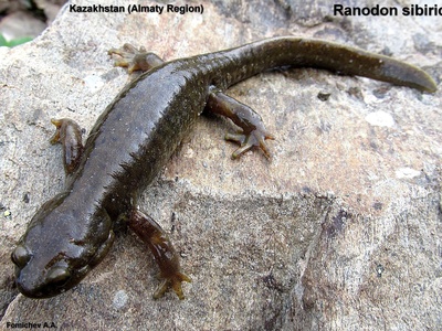 Semirechensk Salamander