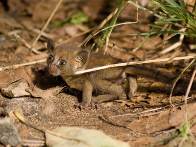 Senegal Bushbaby