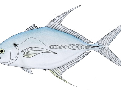 Senegal jack