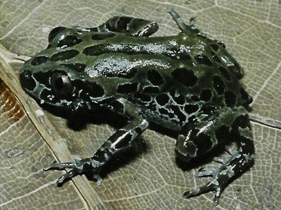 Senegal Kassina