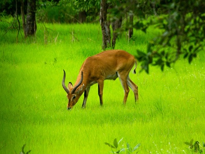 Senegal kob