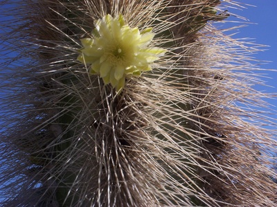 Senita Cactus