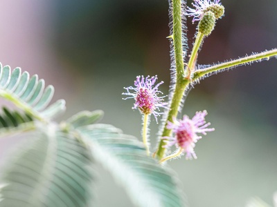 Sensitive plant