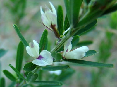 Sericea Lespedeza