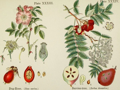 Service tree