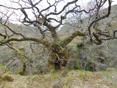 Sessile oak