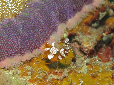 Sexy shrimp