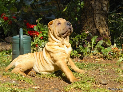 Shar Pei