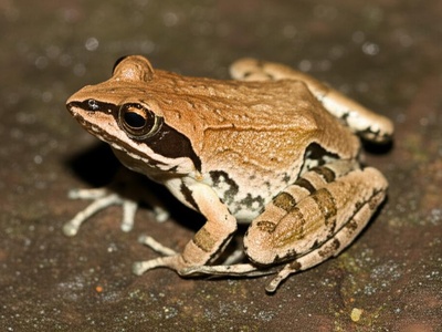 Sharp-nosed Puddle Frog